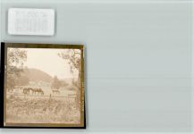 33178 W4799 Borchen FOTO KEINE AK Pferde auf der Koppel