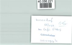 23717 W2423 Kasseedorf FOTO KEINE AK Cafe Ehlers