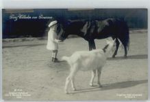 füttert sein Pony Adel Prinz Wilhelm