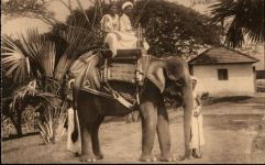 Elefant