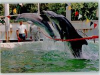 Delphine im Freizeitpark 1973 AK Meerestier