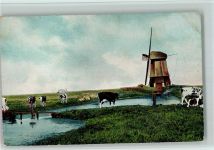 Zaanstreek ca 1900 - Mühle, Kühe Kuh