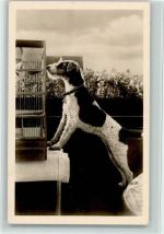 Hund beobachtet Kanarienvogel Terrier