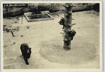 Bern Bärengraben Bär 1931 Foto AK