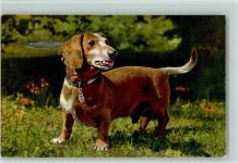 Basset Dachshund AK Dackel 1928