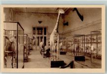 Tervuren Tervueren 1918 - Musee du Congo Belge - Mammailas Hall, Giraffe, Raubkatzen, Ak