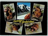 Grossglockner - Murmeltiere am Großglockner Franz-Josefs-Höhe