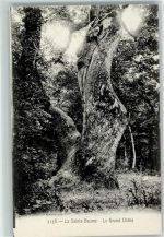 Plan-d'Aups-Sainte-Baume Le Grand Chene AK Baum