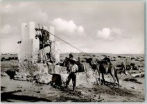 Tunis - Kamel-Brunnen