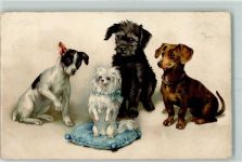 Hunde Verlag August Rökl Nr. 540 AK Dackel