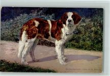 Chien du St. Bernhard - gute Erhaltung Bernhardiner