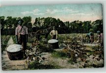 Cotton Pickers AK Schwarzafrikaner 1910