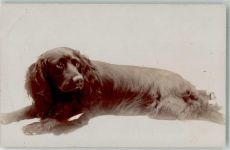 Labrador? Großer Hund Privatfoto AK