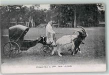 Ziegen-Kutsche - Chevres a cou noir Suisse Ziege