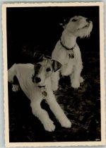 Foto AK Terrier