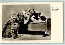Amag 70680 Kätzchen - Nicht wahr, wir sind do sooo nett, Foto AK Katze