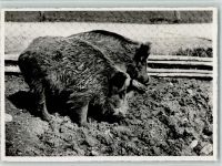 St. Gallen S. Gallo Wildschweine - Wildpark Peter Und Paul Zoo 1949