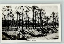 Tripoli - Palmenhain