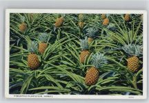 Pineapple Plantage Hawaii Frucht, Gemüse