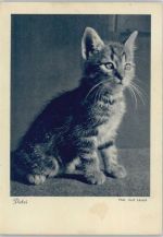 Hauskatze 1943 AK Katze