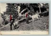 Rotes Kopftuch Landwirtschaft Wallis A Champéry Ziege