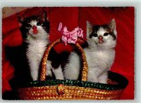 Zwei Katzenkinder im Tragekorb ca 1970 AK Katze