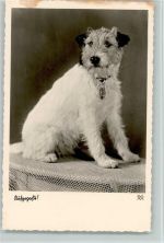 aufgepasst - Serie 3179-3 Foto AK Terrier