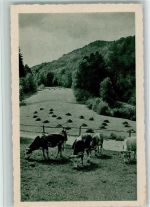 Auf der Weide ca 1930 AK Kuh