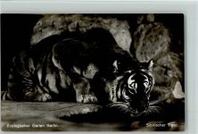 Sibirischer Tiger - Zoo Garten Berlin 1937 AK Raubkatze