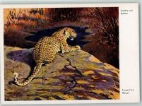 sign Joachim von Roebel - Leopard Raubkatze Künstlerkarte