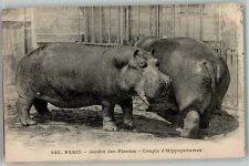 Paris - Jardin des Plantes - Hippopotames - Nilpferde Nilpferd