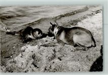 Seehund und Landhund AK Robbe