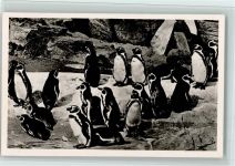 Südpol Panorama, Pinguine, gute Erhaltung AK Zoo Foto AK