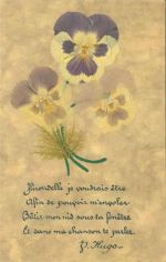 Collage AK mit gepressten Blumen