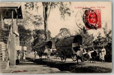 Colombo 1913 Foto AK Ochsenkarren Tea carts