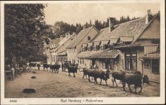 38667 W3388 Bad Harzburg um 1910/20 - Bad Harzburg, Molkenhaus, Kuhherde,Stengel & Co.