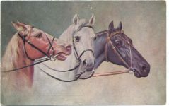 Pferde Zoo um 1910/20