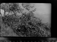 29456 W3139 Hitzacker (Elbe) GLASNEGATIV Blick vom Weinberg