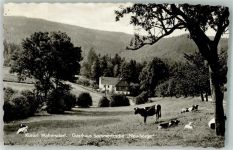 02779 O8813 Waltersdorf b Zittau Foto AK Gasthaus Sommerfrische Neue Sorge Kuh