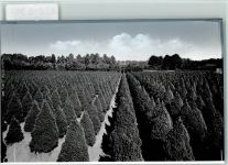 W4400 Sudmühle Baumschule Beaufays Baum FOTO KEINE AK