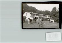 W4938 Schieder-Schwalenberg Pferdeferien Pferd FOTO KEINE AK
