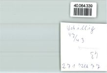 26434 W2942 Schillig FOTO KEINE AK
