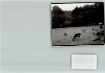 57632 W5232 Flammersfeld FOTO KEINE AK Hirsch mit seinem Harem