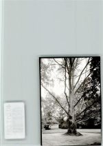 W2948 Heidmühle , Kr Friesl Klosterpark Baum FOTO KEINE AK