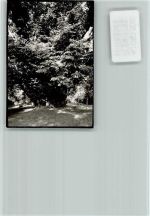W2240 Heide , Holst Tausendjährige Linde Baum FOTO KEINE AK