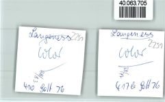 25863 W2251 Langeneß FOTO KEINE AK Kühe