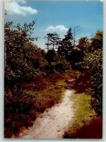 W2224 Burg (Dithmarschen) im Wald Baum FOTO KEINE AK