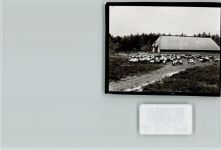 21256 W2111 Inzmühlen FOTO KEINE AK Heidschnucken