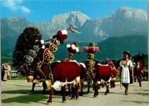 W8243 Ramsau b. Berchtesgaden Almabtrieb im Berchtegadener Land AKU2 Kuh