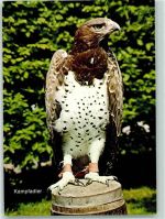 32756 W4930 Berlebeck - Kampfadler Polemaetus bellicosus Adlerwarte AKU2